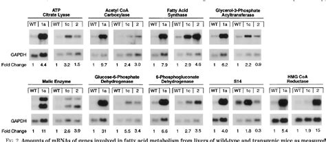 unsaturated fatty acid biosynthetic process | Semantic Scholar