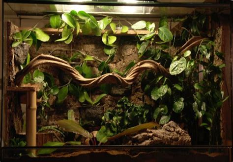 Pin By Dani On Terrarien Reptilien Gecko Terrarium Fish Tank