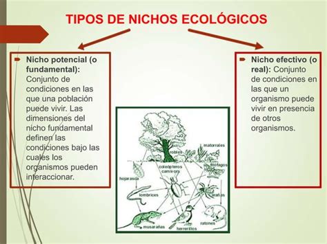 Biolog A Habitat Y Nicho Ecologico Ppt