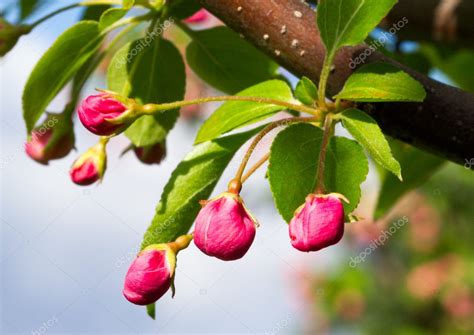 Pink Crab Apple Blossoms Stock Photo by ©KennethKeifer 24748009