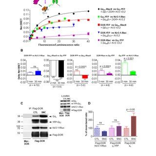 DORs And Kir3 1 3 2 Channels Co Internalize Upon Receptor Activation By