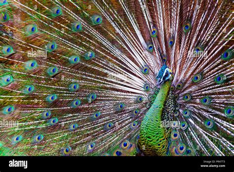 Portrait Of Wild Male Peacock With Fanned Colorful Train Green Asiatic