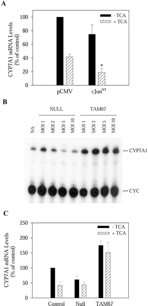 Down Regulation Of Cholesterol Hydroxylase Cyp A Gene Expression