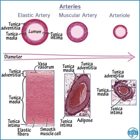 Histology Glossary: Artery Histology | Arteries, Digestive system ...