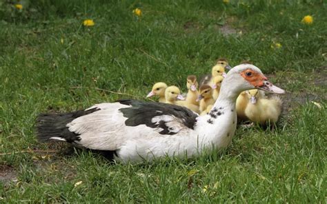 The Magic Of Buoyancy How Do Ducks Float Learnpoultry