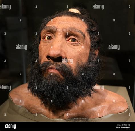 Homo Sapiens Neanderthalensis Fotos Und Bildmaterial In Hoher