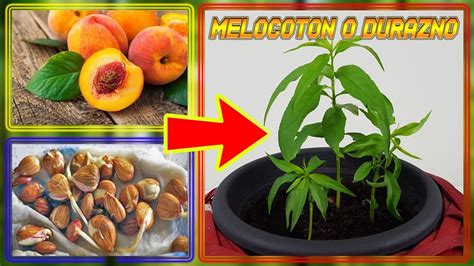 Como Germinar Semillas De DURAZNO GERMINAR MELOCOTON Cultivo