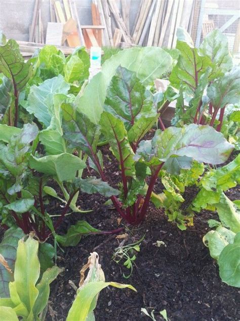 Huerta Escolar M Todo Bio Intensivo Huerta Escolar Jardiner A