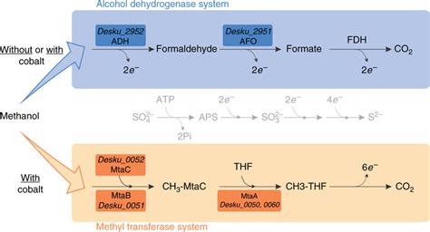 Hypothesized Methanol Metabolism Pathways In D Kuznetsovii Methanol Download Scientific