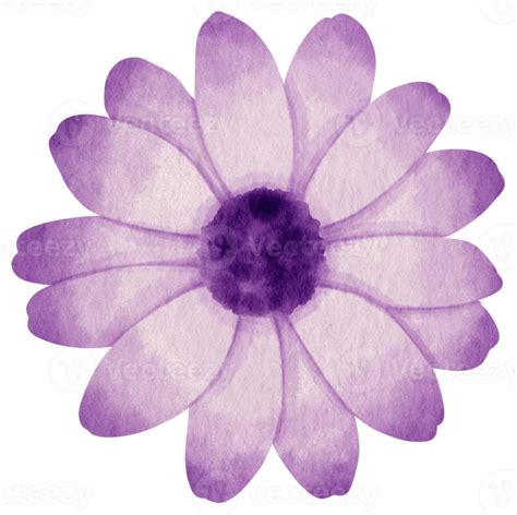 Acuarela De Flor Morada Pintada Para Elemento Decorativo 9787525 PNG