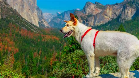 Se Permiten Perros En El Parque Yosemite