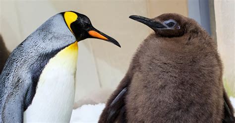 Giant Baby Penguin Named Pesto Goes Viral