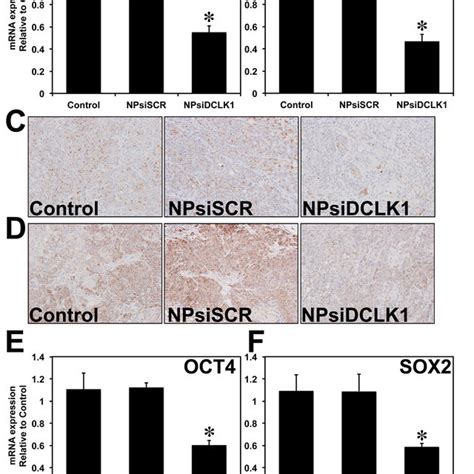 SiRNA Mediated Knockdown Of DCLK1 Resulted In Downregulation Of