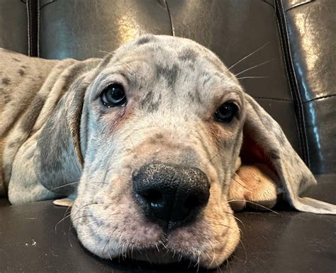 Akc Full Euro Blue Merle Female Great Dane Great Dane Puppies For