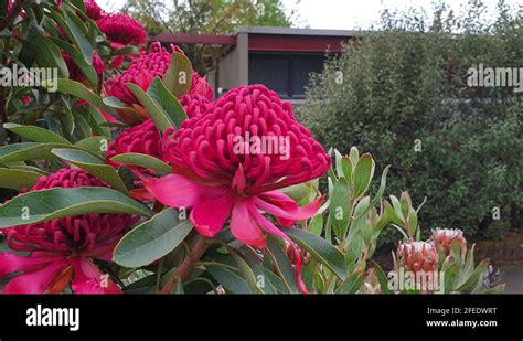 Waratah flower Stock Videos & Footage - HD and 4K Video Clips - Alamy