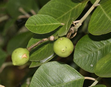 Capparis Grandis L F Plants Of The World Online Kew Science