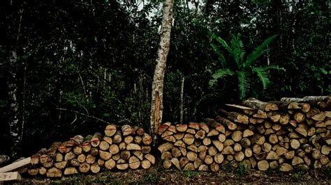 Potensi Pengelolaan Hutan Produksi Lestari Untuk Mendukung Transformasi