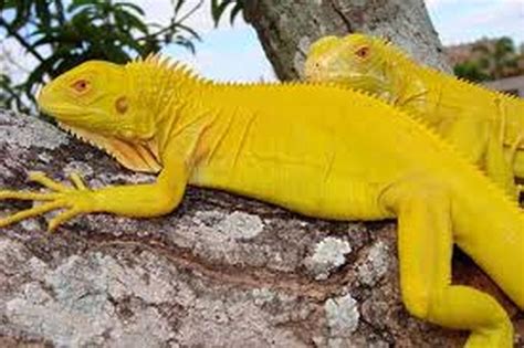 Green Iguana Morphs - Iguana World