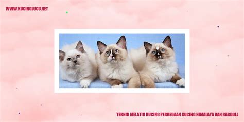 Perbedaan Kucing Himalaya Dan Ragdoll Terlihat Dari Karakteristiknya