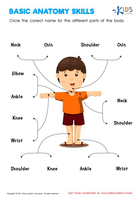 Free The Human Body Essential Activities For Grade 1