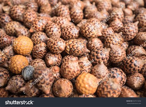 Dried Brown Rattan Fruits Stock Photo 367513256 Shutterstock