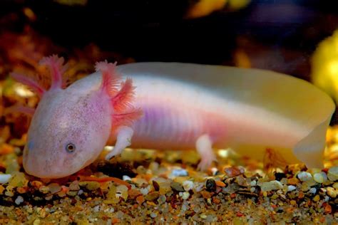 Pink Axolotl: Species Profile, Care Guide & Pictures