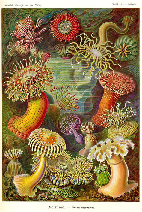 Art Forms In Nature Painting By Ernst Haeckel