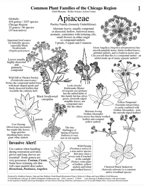 Illinois Common Plant Families Of The Chicago Region Field Guides