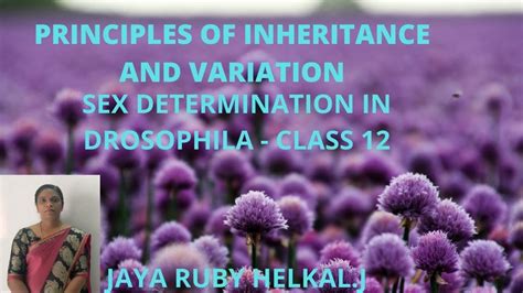 Principles Of Inheritance And Variation Sex Determination In