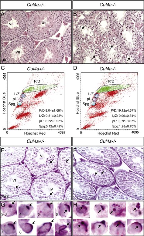 Figure From The E Ubiquitin Ligase Cullin A Regulates Meiotic