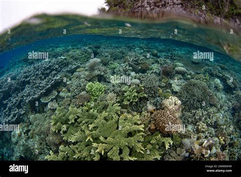 Corals Compete For Space To Grow On A Biodiverse Reef In Raja Ampat