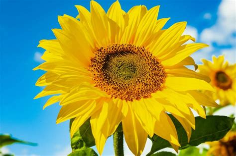 Ultimate Guide To Sunflower Meaning And Symbolism Petal Republic