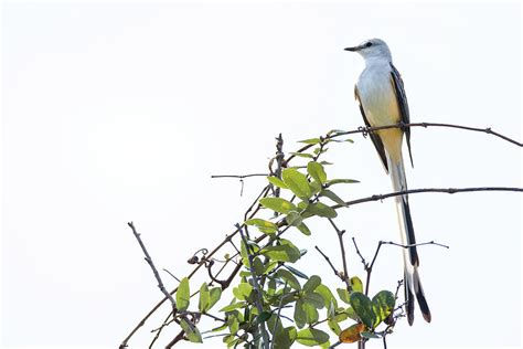 Scissor-tailed Flycatcher the Oklahoma State Bird Photograph by Debra ...