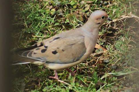 Mourning Dove From Oil City Pa 16301 Usa On February 28 2024 At 12