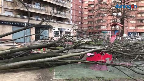 El Viento Derriba Parte De La Copa Y El Tronco De Un Rbol Sobre El