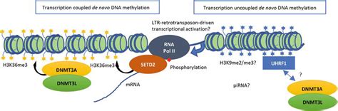 Recent Insights Into The Mechanisms Of De Novo And Maintenance Of Dna