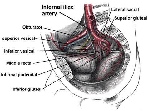 Anatomy Abdomen And Pelvis Obturator Muscles Statpearls Ncbi