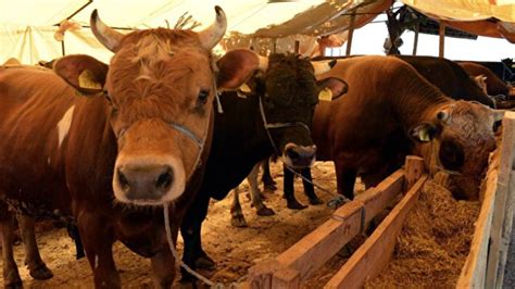 Adana Müftüsü Marketlerden kurban hissesi almak caiz değildir