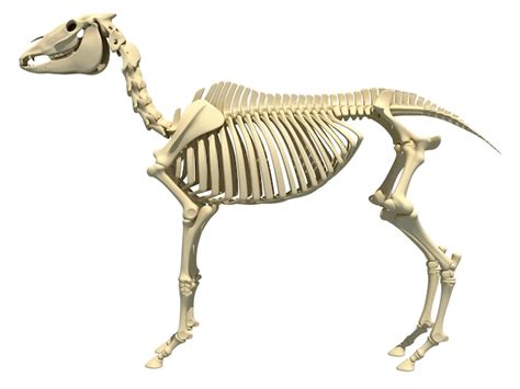 Premium Photo | Horse Skeleton anatomy 3D rendering