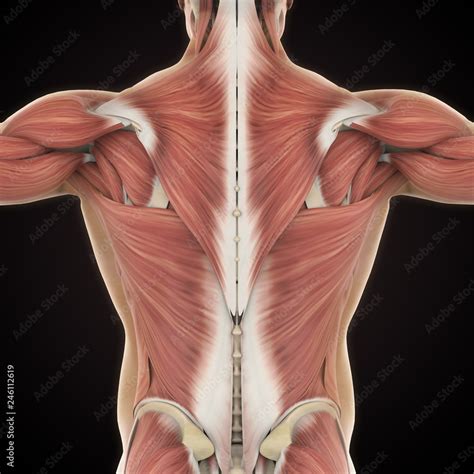 ภาพประกอบสตอก Muscles of the Back Anatomy ภาพ Adobe Stock