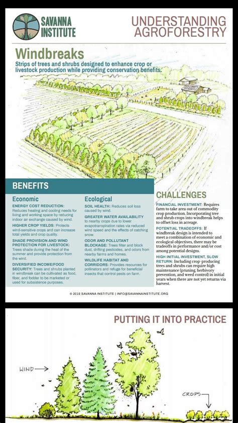 Understanding Agroforestry Windbreaks Windbreaks Aquaponics