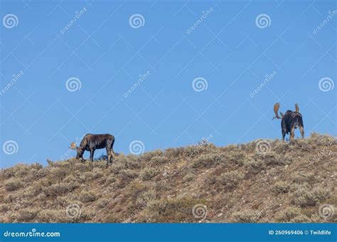 Pair Of Bull Moose During The Rut In Wyoming In Fall Stock Photo