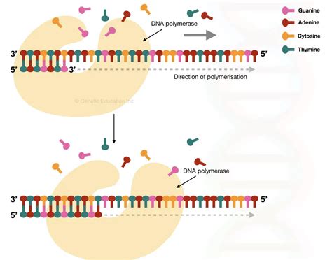 Comparison Between DNA Primer And RNA Primer