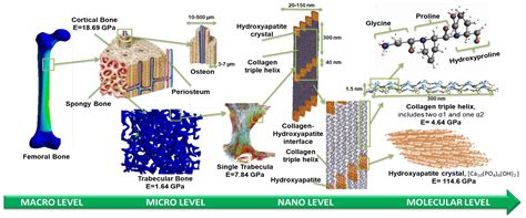 Bioengineering Free Full Text Hierarchical Structure And Properties