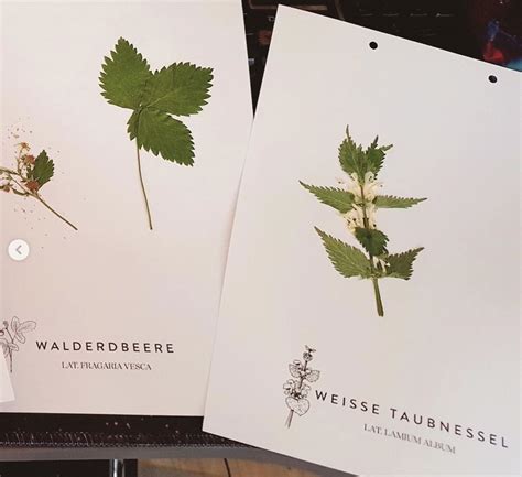 Vorlage Herbarium Erstellen Urbarium