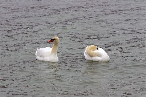 Swans Pair Birds White - Free photo on Pixabay - Pixabay