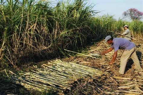 Jalisco Segundo Productor De Ca A De Az Car En M Xico Entorno Tur Stico