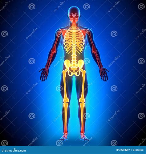 Full Skeleton - Anatomy Bones Stock Image | CartoonDealer.com #32284207