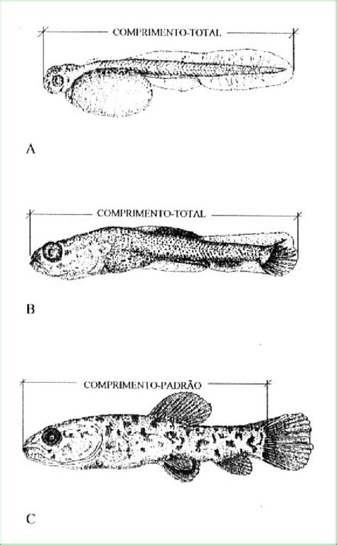 Medidas Morfométricas Realizadas Em Hoplias Lacerdae Trairão Download Scientific Diagram