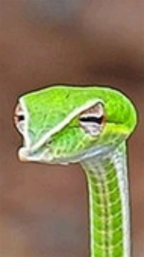 Judgemental Vine Snake Blank Template Imgflip